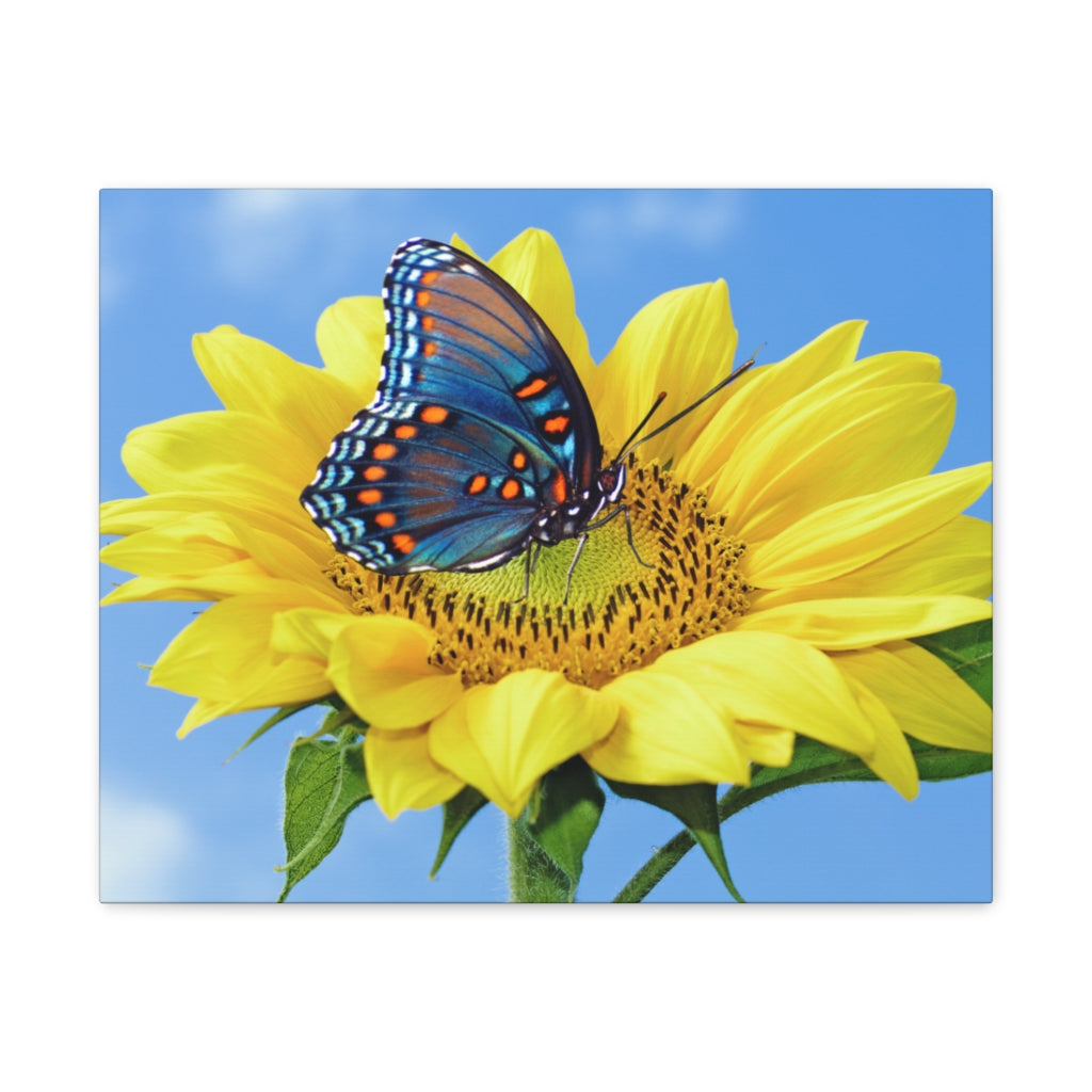 Sunflower and Butterfly Canvas