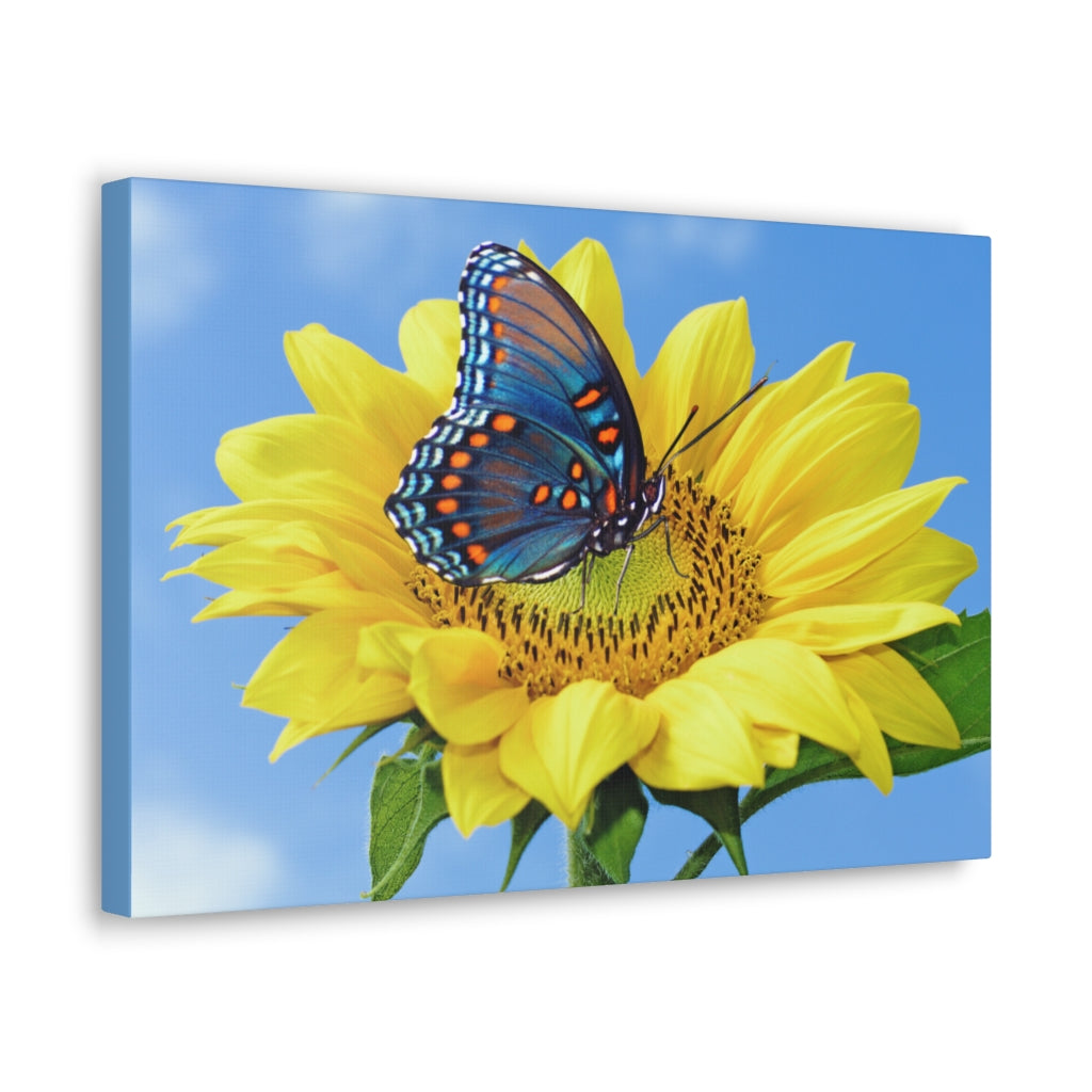 Sunflower and Butterfly Canvas