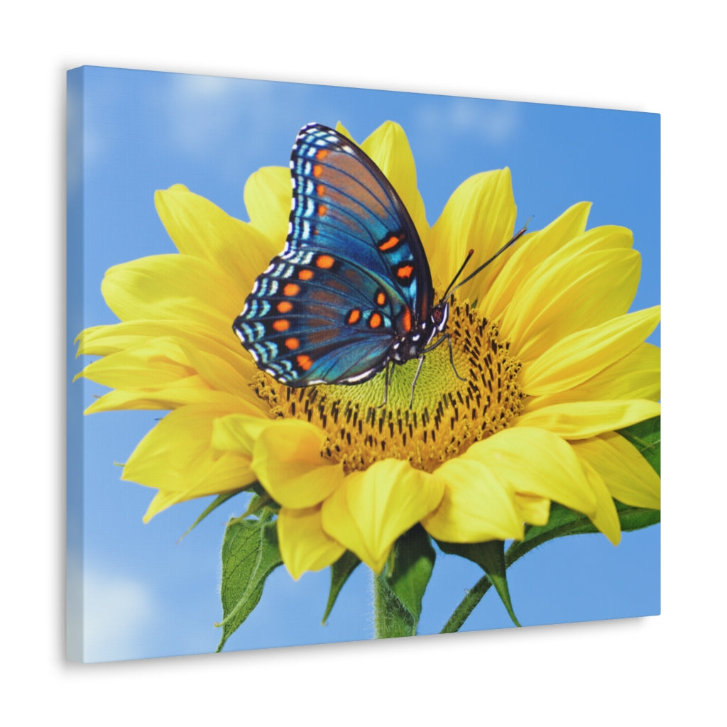 Sunflower and Butterfly Canvas