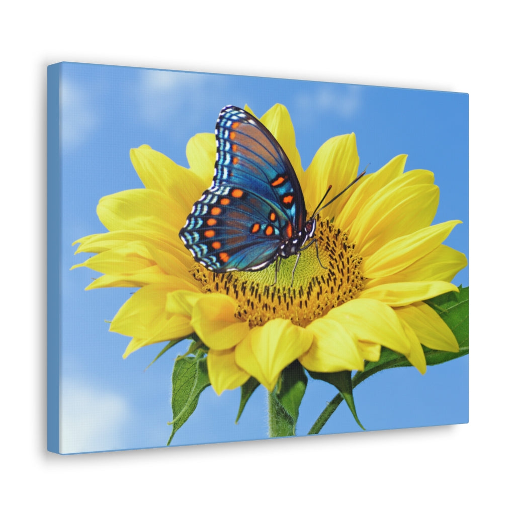 Sunflower and Butterfly Canvas