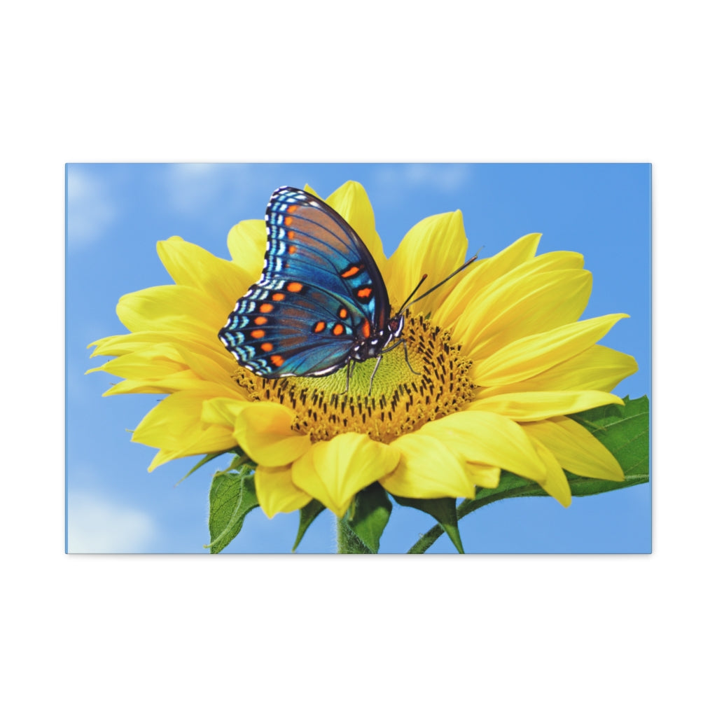 Sunflower and Butterfly Canvas