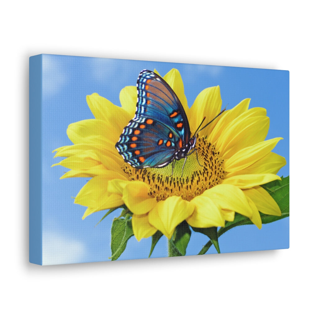 Sunflower and Butterfly Canvas