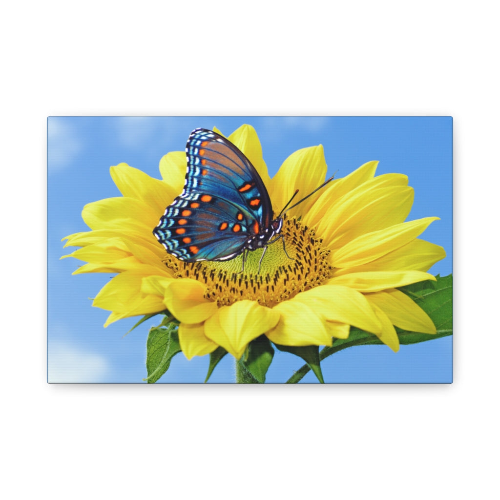 Sunflower and Butterfly Canvas