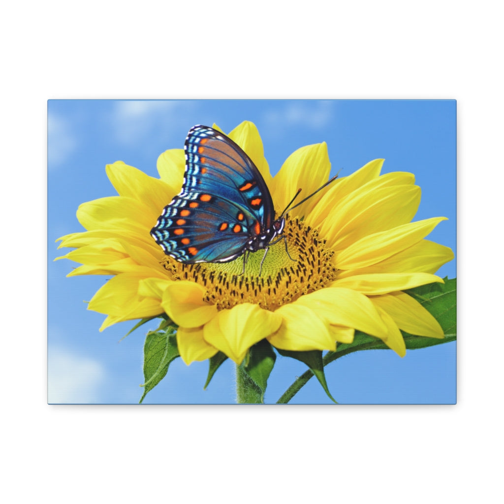 Sunflower and Butterfly Canvas